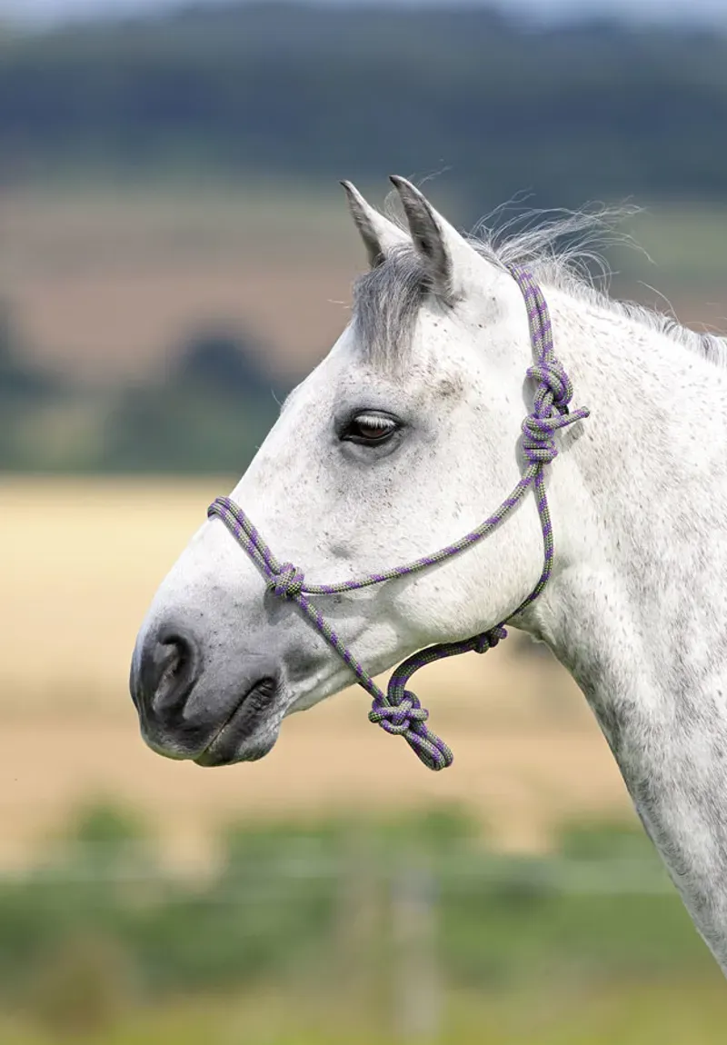 Shires Rope Control Halter Headcollar in Purple/Black