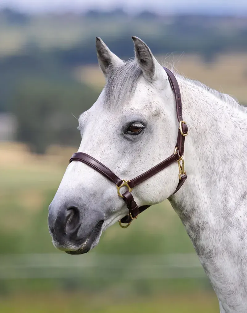 Velociti GARA Ragley Lined Leather Headcollar Havana