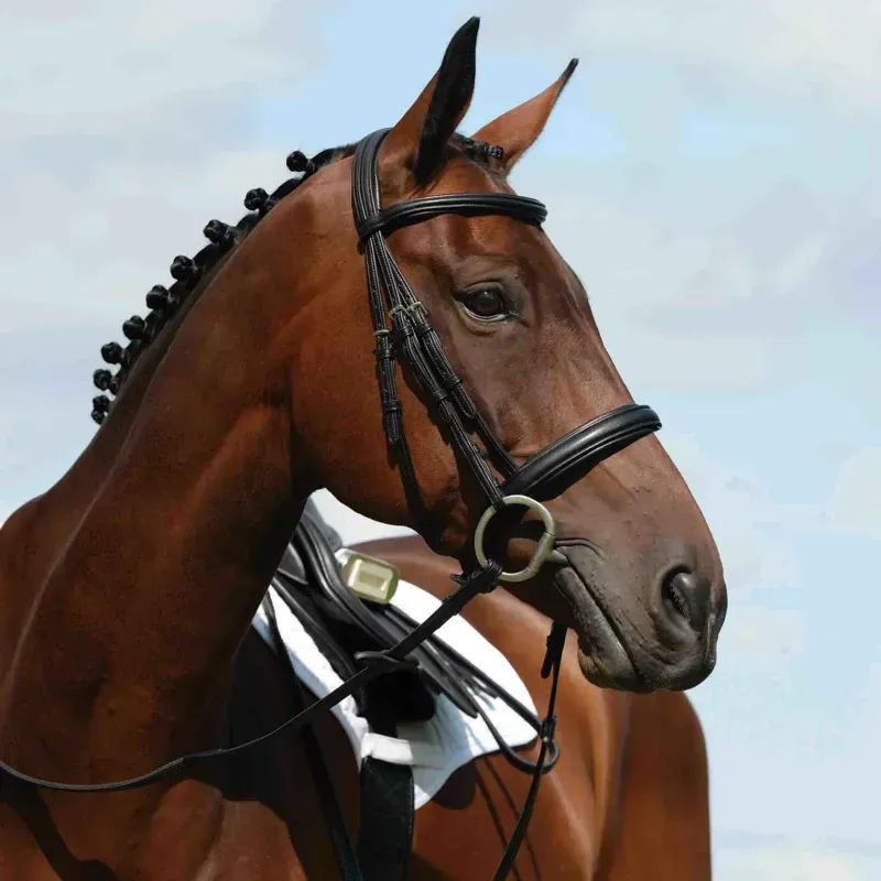 Collegiate Syntovia+ Padded Raised Cavesson Bridle in Black