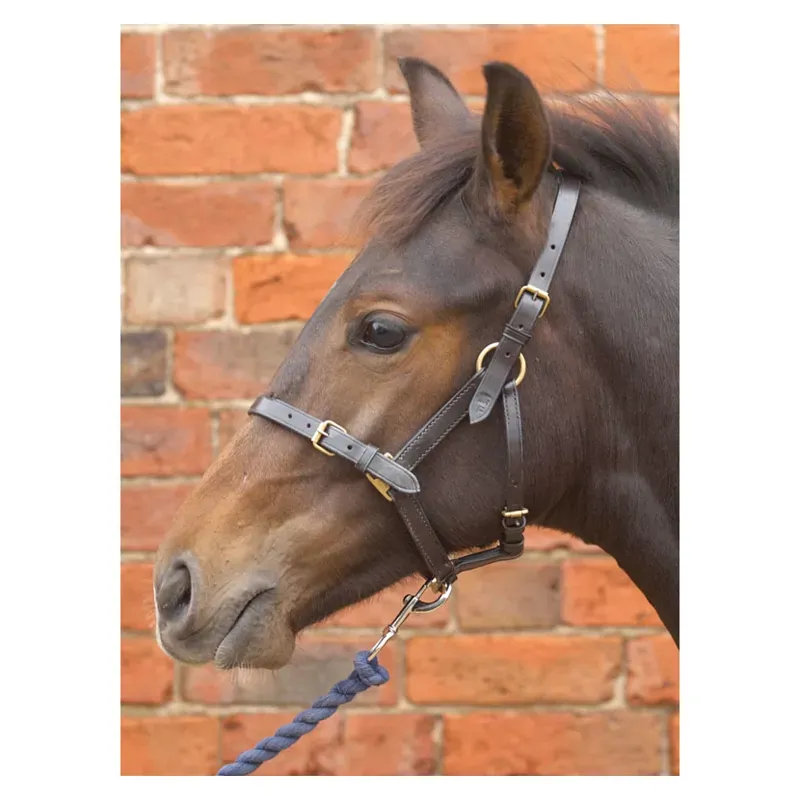 Hy Equestrian Leather Foal Head Collar in Black