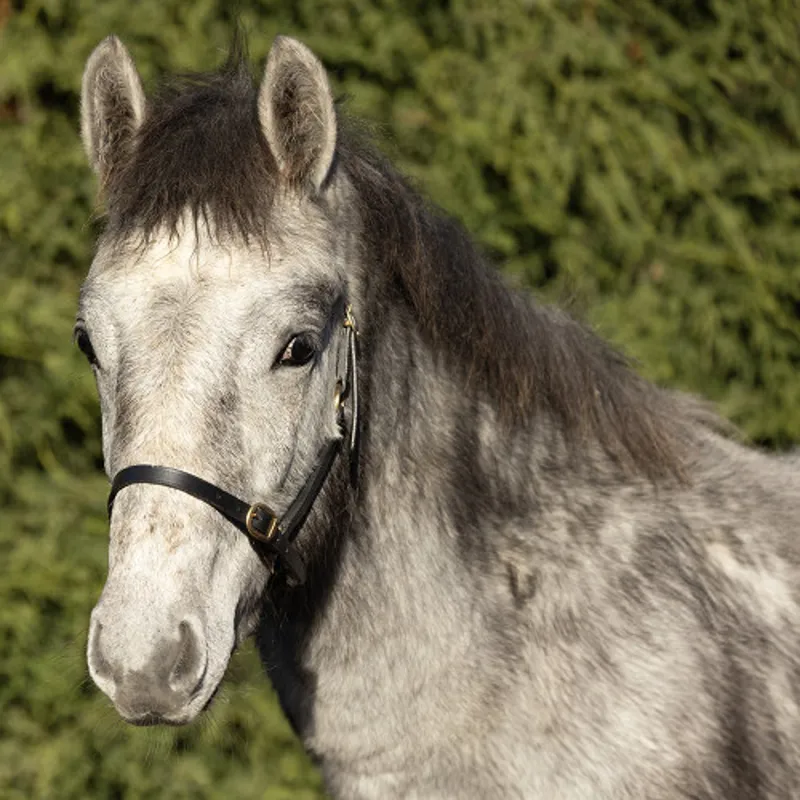 Hy Equestrian Leather Foal Head Collar in Brown