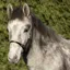 Hy Equestrian Leather Foal Head Collar in Brown