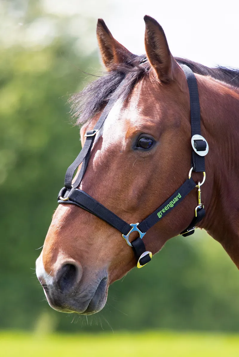 Greenguard Headcollar BLACK