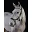 GFS Premier Prosperity Bridle in Brown
