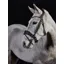 GFS Premier Prime Bridle in Brown