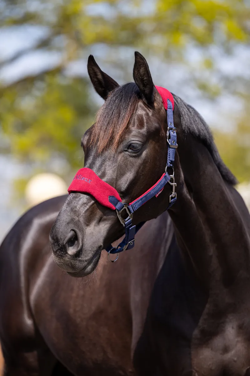 LeMieux Vogue Headcollar and Leadrope - Burgundy-1