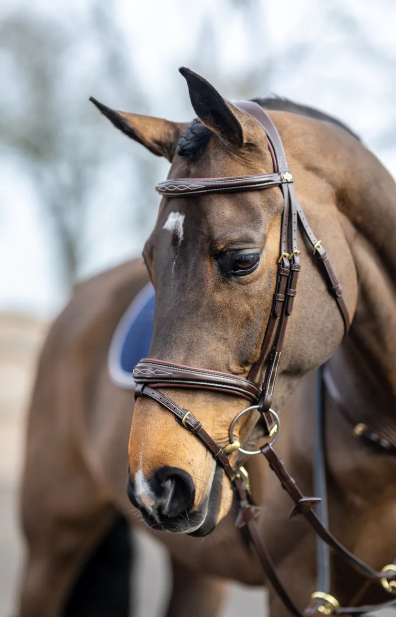 LeMieux Kudos Competition Flash Bridle Havana-3