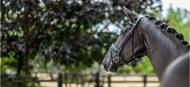 LeMieux Kudos Patent Dressage Bridle Black Full-7