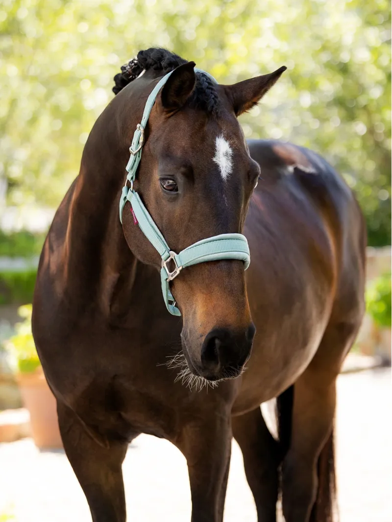LeMieux Versailles Headcollar Aqua-1