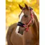 LeMieux Vogue Headcollar and Leadrope Cranberry