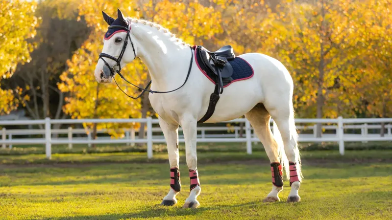 LeMieux Suede Close Contact Square - Navy/Cranberry-2