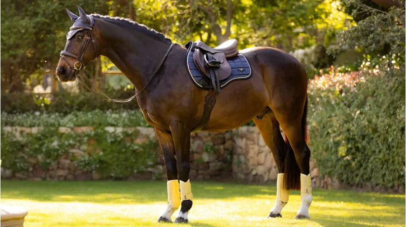 LeMieux Loire Classic GP Square Dusk-2