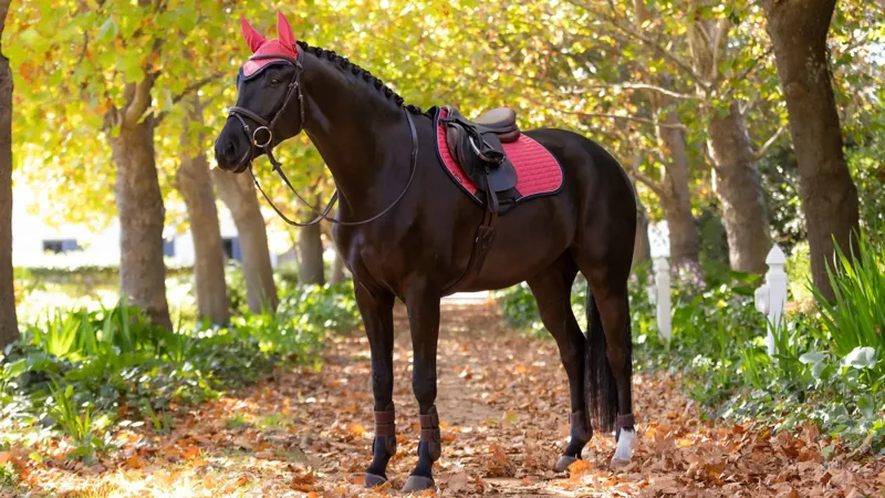 LeMieux Suede Close Contact Square - Cranberry-2